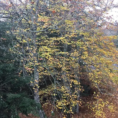 Lo Cantales D'aubrac * Laguiole